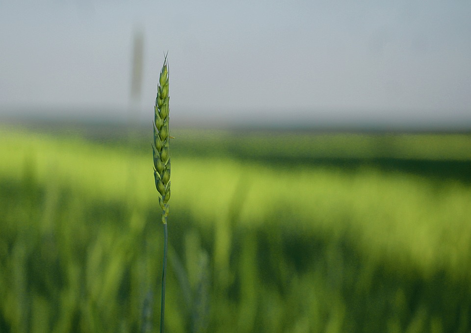 AGROBIT 2022: Produtor deve estar atento às oportunidades para aumentar produtividade e rentabilidade
