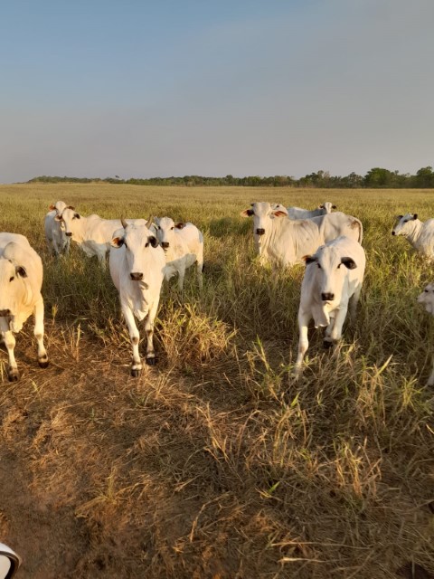 FRÍSIA: No Tocantins, agricultores cooperados investem em pecuária de corte