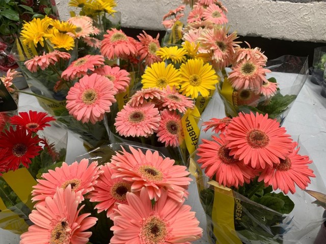 SICREDI DEXIS: Cooperativa apoia Festival das Flores de Holambra 