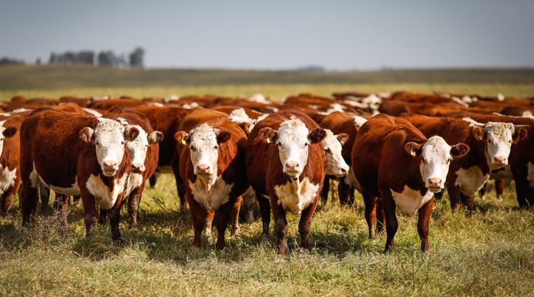 PECUÁRIA: Observatório da Agropecuária lança painel com dados sobre a atividade no país
