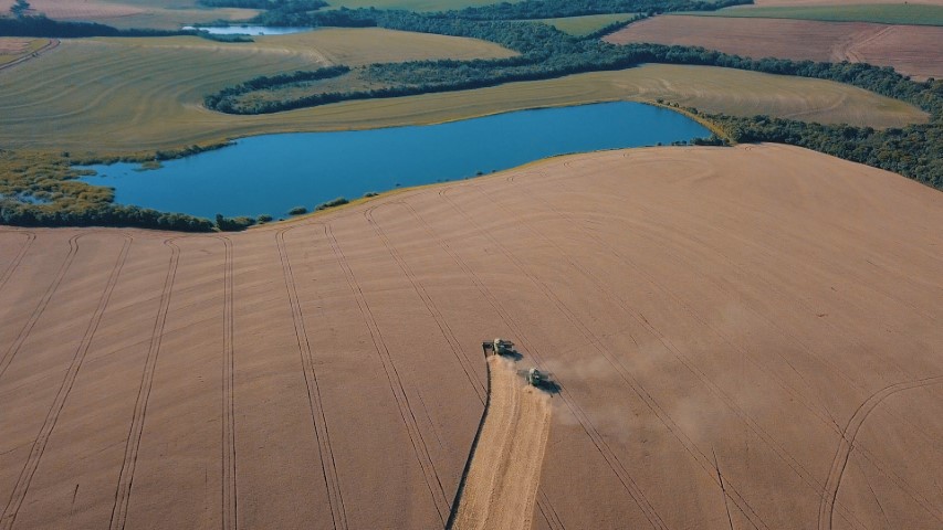DIA DO TRIGO: Com cenário atual, cultura ganha protagonismo no agronegócio brasileiro 
