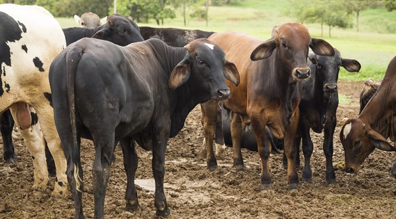 PECUÁRIA: Abate de bovinos cresce 11,2% no 3º trimestre e fica em 7,81 milhões de cabeças