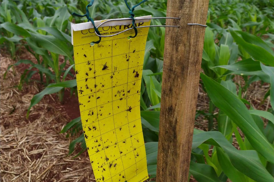 DEFESA AGROPECUÁRIA: Adapar instala armadilhas para capturar cigarrinhas do milho e ampliar estudo sobre doença