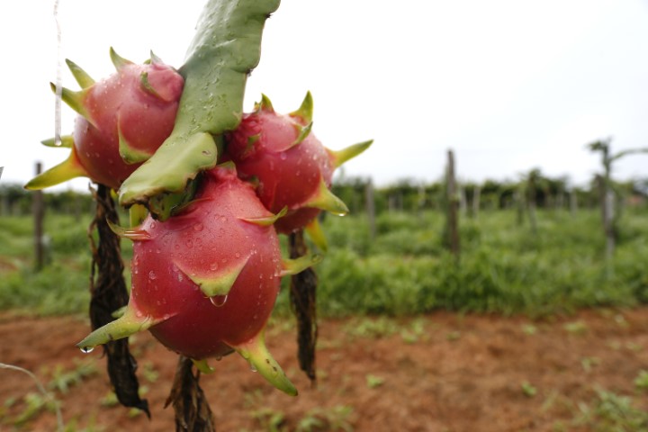 CONJUNTURA AGROPECUÁRIA: Pitaia é cultivada em 29 municípios, gera lucros e é destaque do boletim da Seab