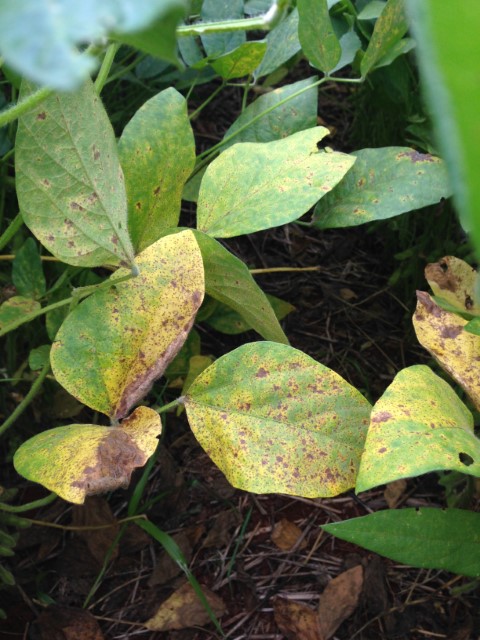 IDR-PR: Primeiros focos de ferrugem da soja em lavoura comercial são identificados no Paraná