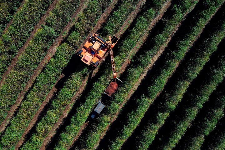 SEAB: Clima chuvoso prejudicou safra de café no Paraná; plantio de soja e milho está perto do fim