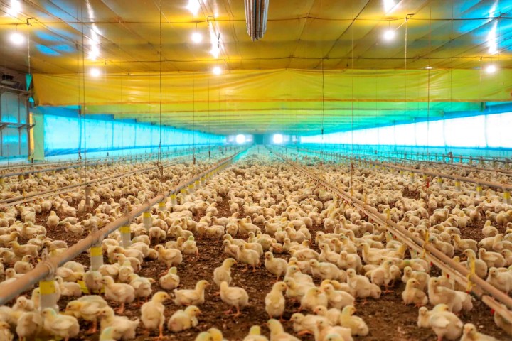 DEFESA AGROPECUÁRIA: Com notificações internacionais, Paraná reforça ações de prevenção da influenza aviária
