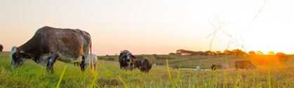 MAPA: Observatório da Agropecuária Brasileira disponibiliza nova versão de painel com dados sobre crédito rural