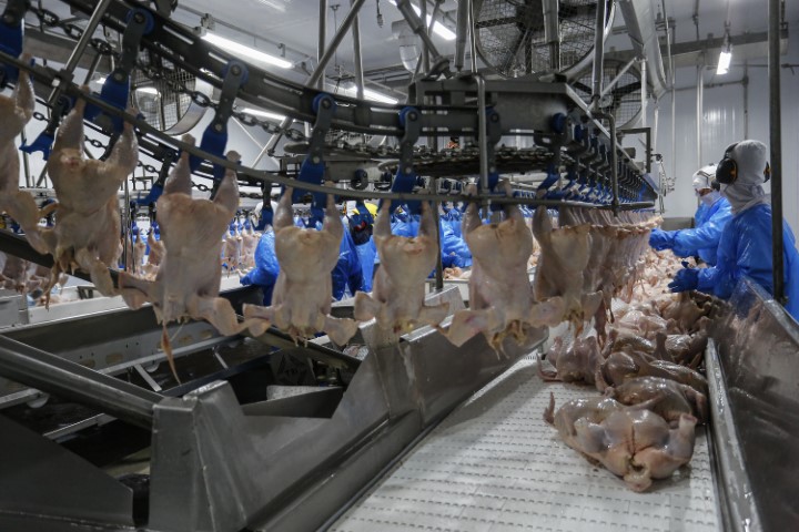 PECUÁRIA: Com avicultura em destaque, Paraná já produziu 4,87 milhões de toneladas de carne neste ano
