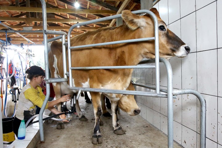CONJUNTURA AGROPECUÁRIA: Pressão dos custos reduz e produtores de leite terminam ano em melhores condições no Paraná