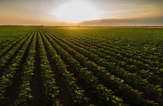 VBP: Valor da Produção Agropecuária de 2022 está estimado em R$ 1,185 trilhão