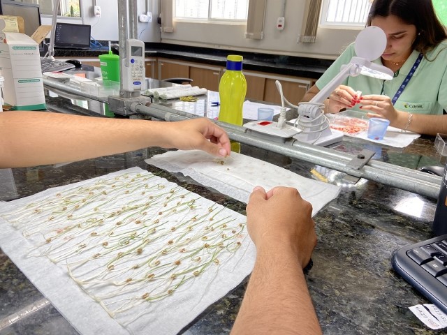 CAPAL: Laboratório assegura qualidade das sementes produzidas pela cooperativa