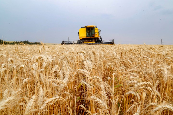 CONJUNTURA AGROPECUÁRIA: Produção recorde brasileira de trigo reflete em queda no preço de farinhas especiais e pão