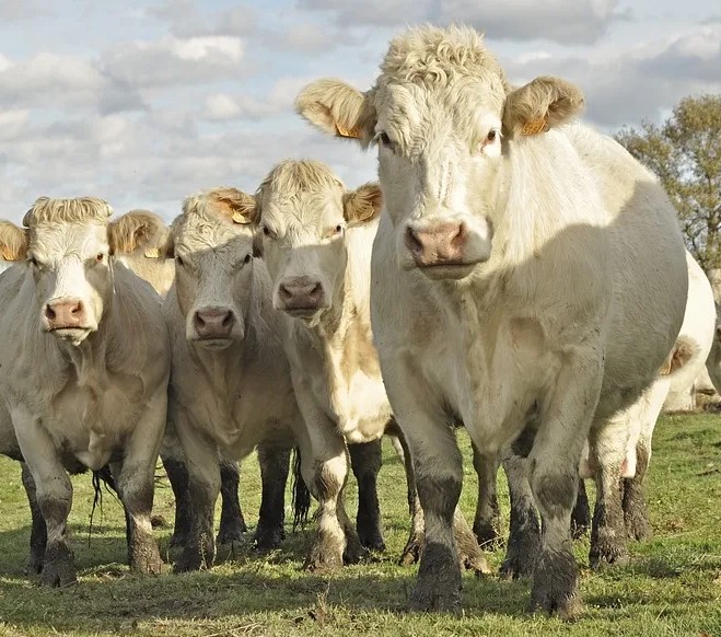 COOPAVEL: 35º Show Rural vai ter exposição e venda de bovinos, ovinos e caprinos