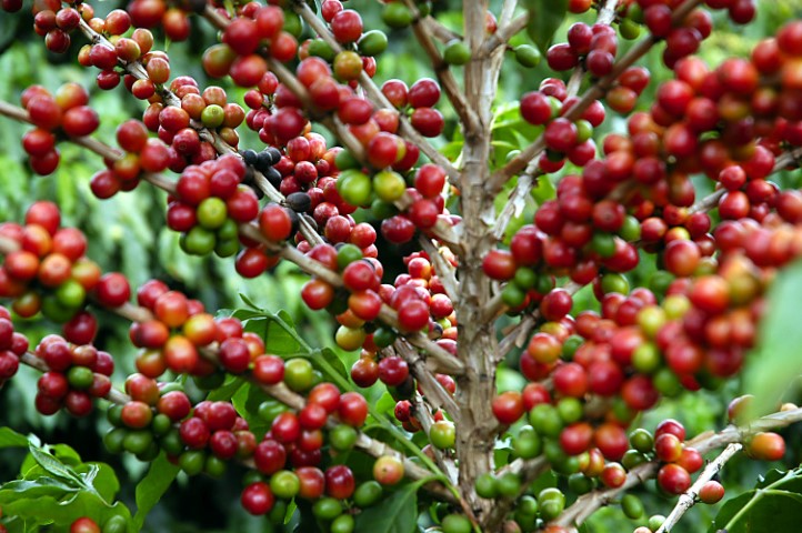 CONAB: Primeiro levantamento da safra 2023 de café indica uma produção de 54,94 milhões de sacas