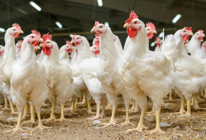FRANGO/CEPEA: Queda no preço do frango e alta nos dos insumos pressionam poder de compra do avicultor