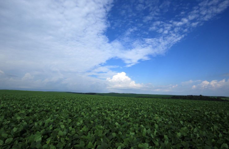AGRICULTURA: Getec divulga Informe Agrícola com acompanhamento da safra de grãos