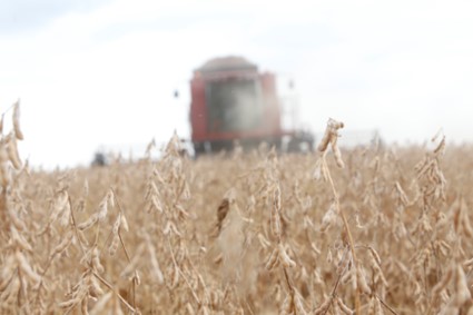 CONJUNTURA AGROPECUÁRIA: Segundo maior produtor de soja, Paraná responde por 14% da safra brasileira
