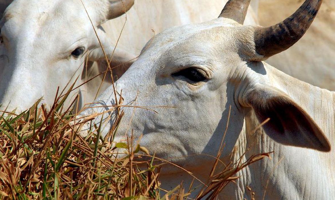 SANIDADE ANIMAL: Ministério da Agricultura investiga suspeita de vaca louca