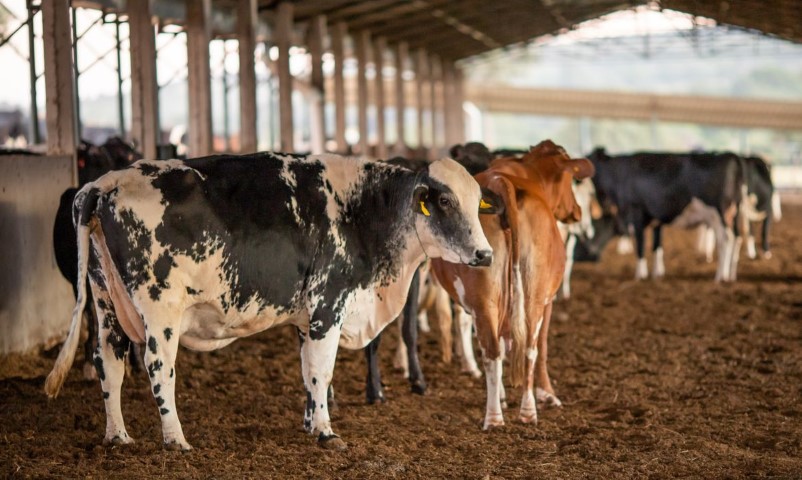SANIDADE ANIMAL: Vendas de carne bovina à China são suspensas após caso de vaca louca
