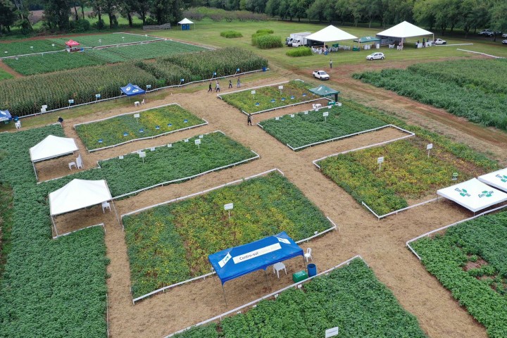 AGRICULTURA: Dias de Campo do IDR-Paraná em Ponta Grossa incentivam melhorias em feijão e milho