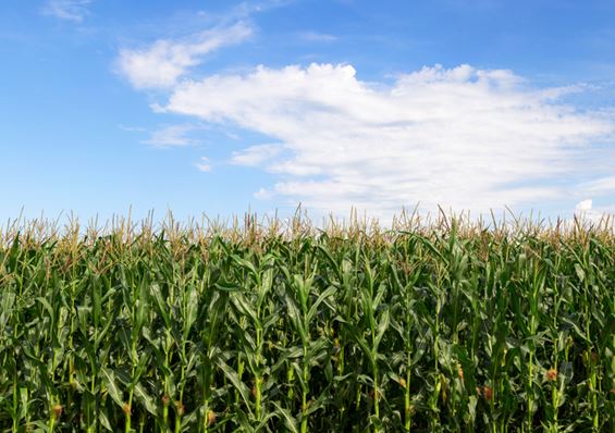 VBP: Valor da Produção Agropecuária é previsto em R$ 1,249 trilhão para 2023