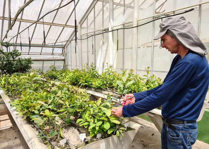 EMBRAPA FLORESTAS: Novo sistema de cultivo de erva-mate pode produzir até dez vezes mais que o tradicional