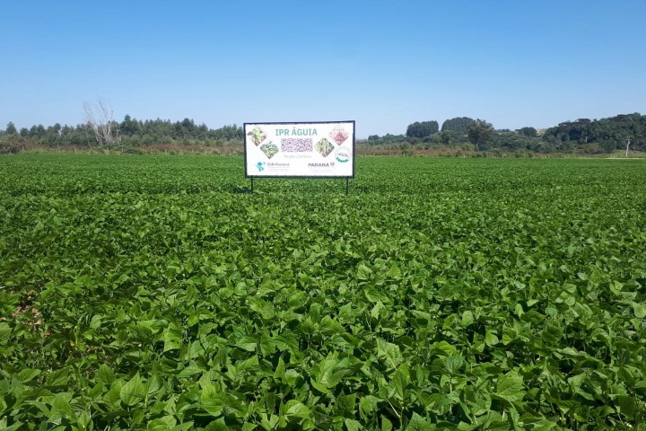 AGRICULTURA: IDR-Paraná lança cultivar de feijão carioca que possibilita maior tempo de armazenamento