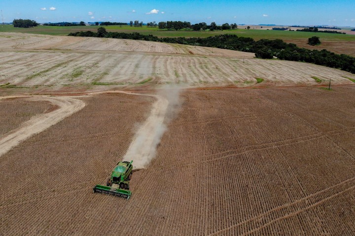 CONJUNTURA AGROPECUÁRIA: Colheita de feijão da primeira safra termina com boa qualidade no Paraná