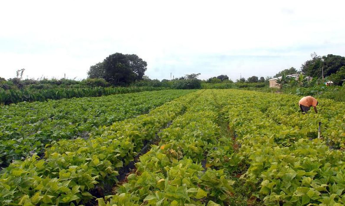 AGRICULTURA FAMILIAR: Conselho Monetário eleva limites de financiamento em linha do Pronaf