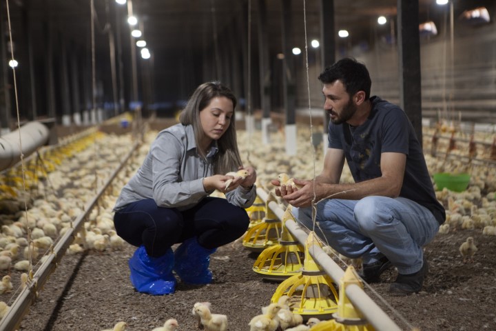 COPACOL: Produção com bem-estar animal é certificada
