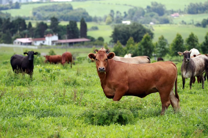 CONJUNTURA AGROPECUÁRIA: Maior oferta em algumas regiões do país interfere no preço do boi gordo
