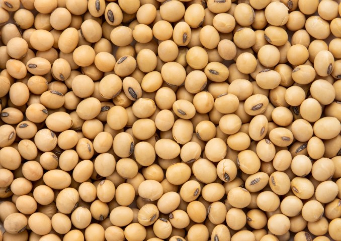 SICREDI DEXIS: Produtores recorrem a crédito para esperar aumento da cotação da soja