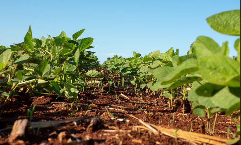ZARC: Zoneamento agrícola de risco climático para a soja é atualizado no Brasil