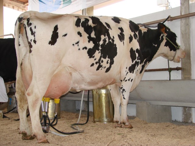 FPPL: Sistema OCB prestigia lançamento da Frente Parlamentar de Apoio ao Produtor de Leite