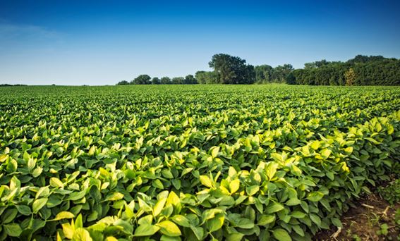 VBP: Valor Bruto da Produção Agropecuária de 2023 é estimado em R$ 1,216 trilhão