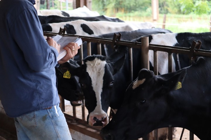 AGRO: Produtores do Paraná precisam fazer a atualização do rebanho até 30 de junho