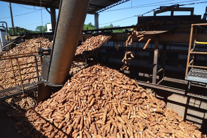 CONJUNTURA AGROPECUÁRIA: Com aumento de 15%, Paraná deve colher 3,1 milhões de toneladas de mandioca em 2023