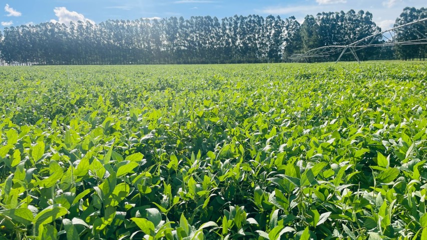 AGRO: Experimento da Cocamar obtém alta produtividade de soja na areia