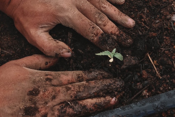 AGRO: Dia do Trabalhador Rural; profissionais que atuam diariamente no campo, contribuindo para fortalecer o agronegócio