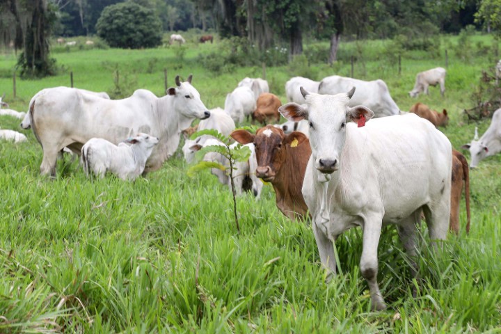 SANIDADE: Paraná completa dois anos do status de área livre de febre aftosa sem vacinação neste sábado