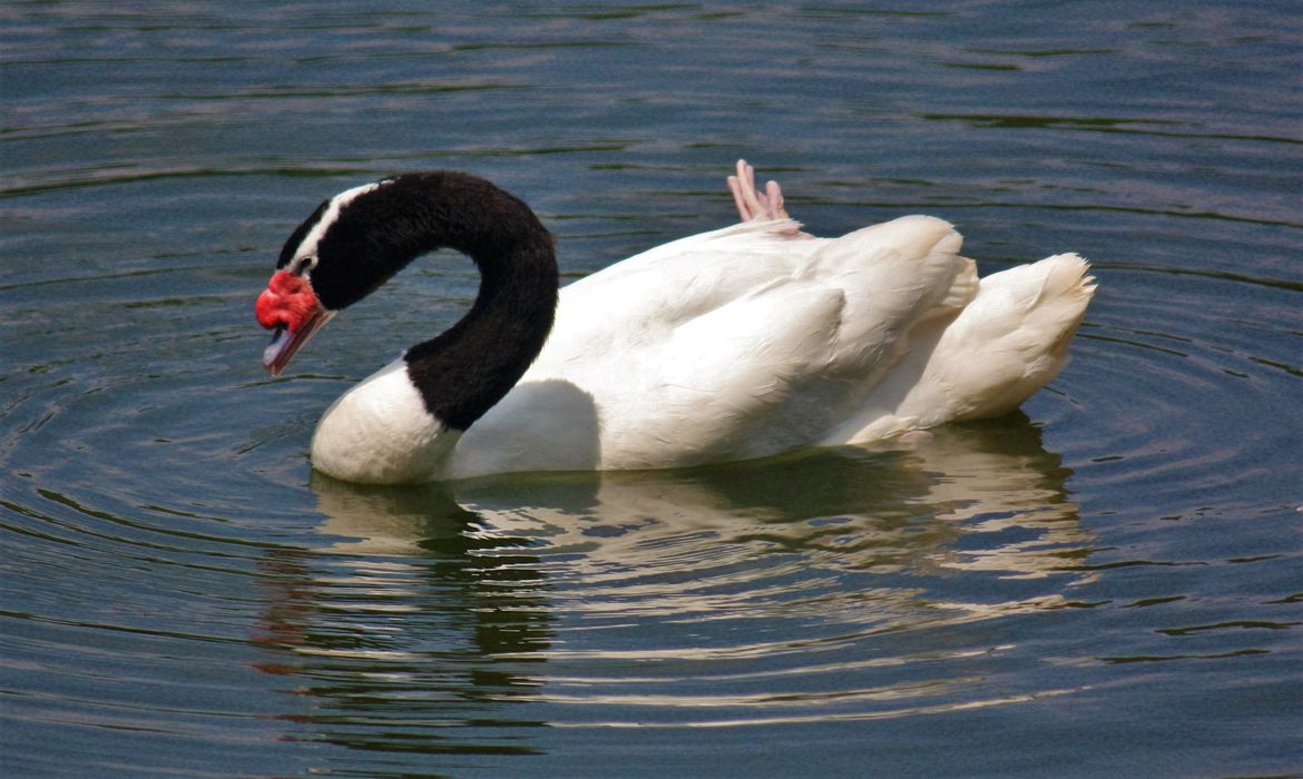 SANIDADE: Rio Grande do Sul registra primeiro foco de influenza aviária em aves silvestres