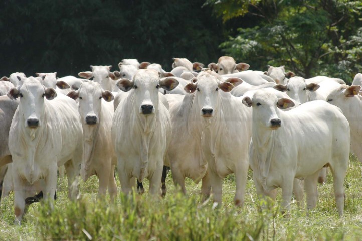 NOTA CONJUNTA: Fim das restrições do Catar à importação de carne bovina brasileira em razão do caso de EEB atípica no Pará