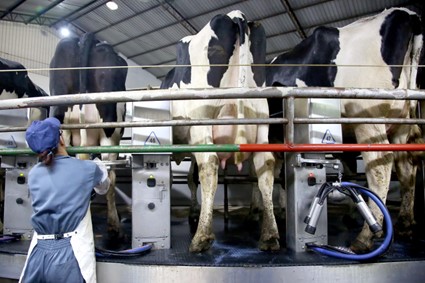 CONJUNTURA AGROPECUÁRIA: Custo de produção de proteínas animais está em queda no Paraná, aponta boletim