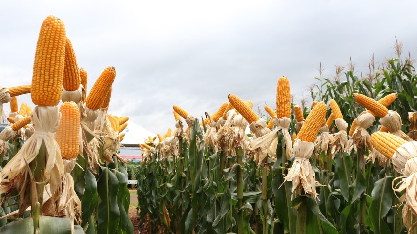 AGRO: Chuvas favorecem desenvolvimento da segunda safra de milho