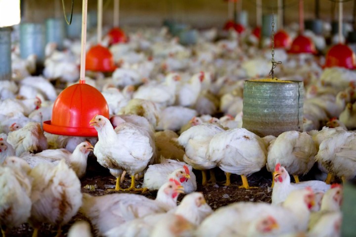 AGRO: Avicultores integrados da Cocari estão em constante evolução na eficiência produtiva
