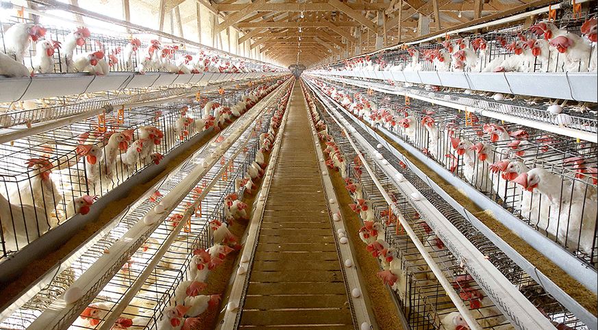 PECUÁRIA: Abate de bovinos cresce 4,8%, e o de frangos e suínos atinge recorde no 1º tri