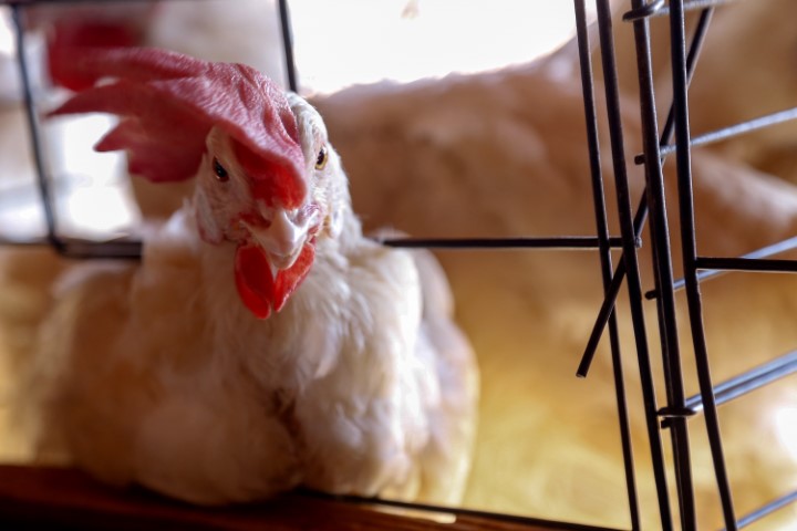 SANIDADE: Contra influenza aviária, Sistema de Agricultura reforça cuidados com a biossegurança de aviários