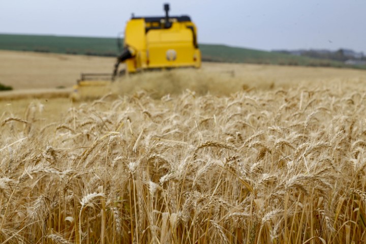 CONJUNTURA AGROPECUÁRIA: Clima tem favorecido o plantio de trigo e colheita de feijão no Paraná