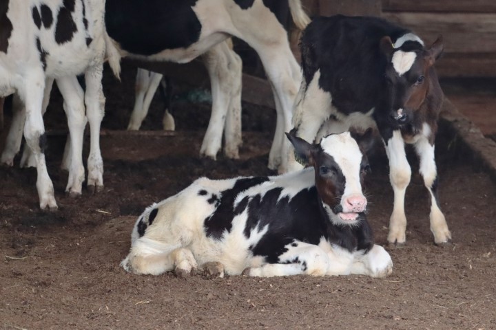 AGRO: Com a utilização da Inseminação Artificial em Tempo Fixo, pecuaristas obtêm maior rentabilidade na atividade